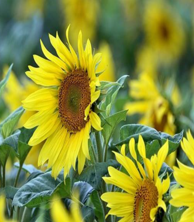 Summer 2024 Newsletter 